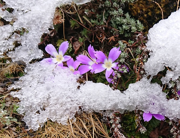 雪中